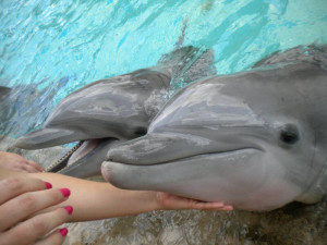 news photos dolphin profile on dolphin endangered dolphin ...