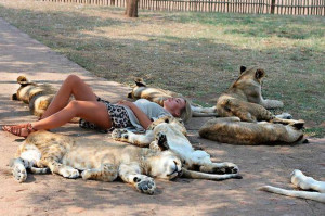 Trio Macan benaran kalo ini, gila nih orang enak banget tiduran bareng ...