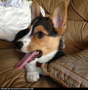 corgi pictures with funny sayings | Cute Corgi puppy Truffle loves ...