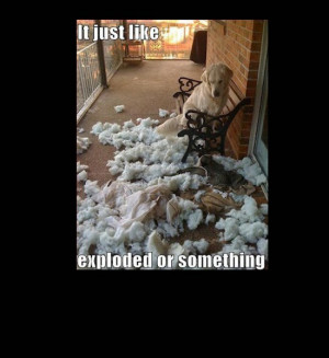 30339d1383841978-dogs-funny-pics-dog-exploded.jpg