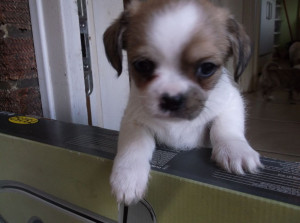Related Pictures Shi Chi Shih Tzu Chihuahua Puppy For Sale