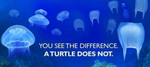 To sea turtles, floating plastic bag looks a lot like a jellyfish- a ...