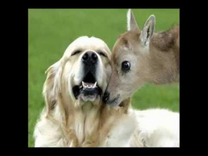 Vegan...some great quotes about animal rights from some great minds ...