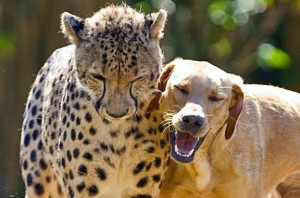 dog-cheetah.jpg