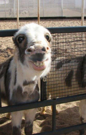 Big Huge Smile - Return to Funny Animal Pictures Home Page