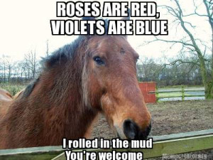 Memes That Show How Your Horse Feels About Valentine’s Day