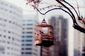 birdcage, birds, branch, cage, vintage