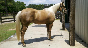 Sherry Cervi And Dinero Stimulus from noise and