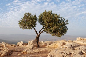 Beautiful Tree in Israel, Near the Sea of Galilee