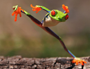 Kungfu Frog