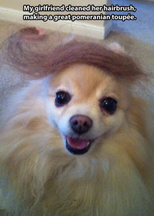 Great Pomeranian toupee…