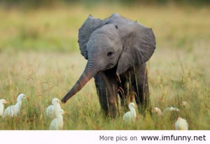 Baby elephant playing with the ducks / Funny Pictures, Funny Quotes ...