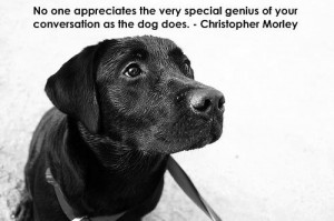 ... post with some of my favorite dog quotes i think that quotes are a
