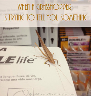 When A Grasshopper is Trying to Tell You Something {About Life}