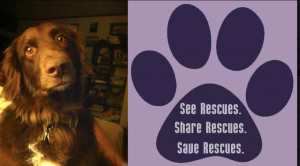 Rescue Dog Blog: This is a rescue dog!