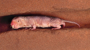 ... the world study the naked mole rat to uncover the secret to longevity