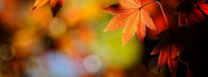 autumn timeline cover autumn download this timeline cover original ...