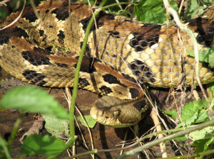 But watch out for snakes...I photographed this on at Beaver Creek