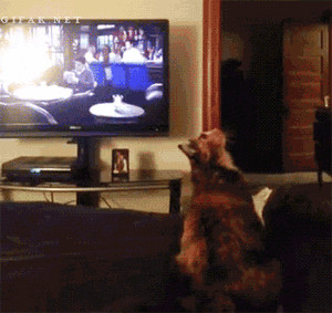 funny-gif-cat-comic-catch-invisible-ball-bed-jump