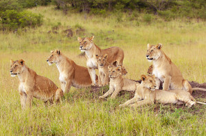African Lions Pride