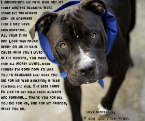 Quotes About Shelter Dogs http://shelter-tails.blogspot.com/2011_01_01 ...