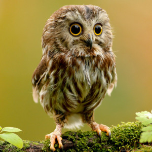 Fluffy Thing Fridays – For the Love of Owls