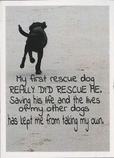 Quotes for Amazing Rescue Dog