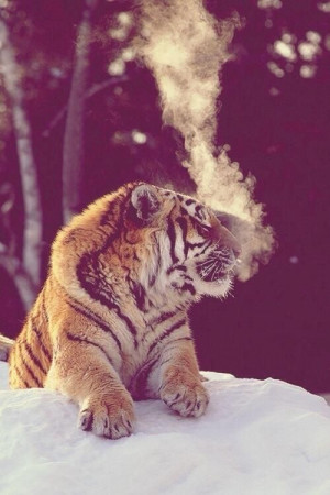 Pinned by Miguel Cabrera