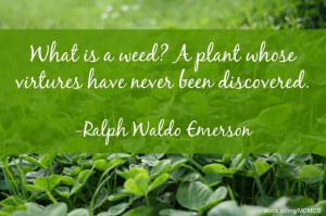... plant whose virtues have not yet been discovered. -Ralph Waldo Emerson