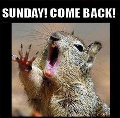Sunday Come Back quotes quote days of the week monday quotes happy ...