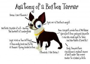 Anatomy of a Boston Terrier Dog