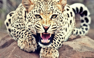 Roaring Leopard