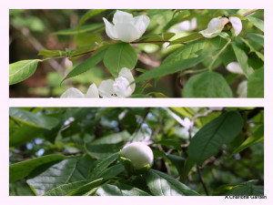 Silky Camellia, Virginia Stewartia