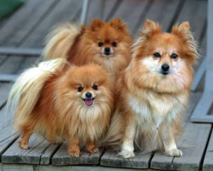 All Small Dog Breeds Brothers