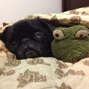 Cuddle pug