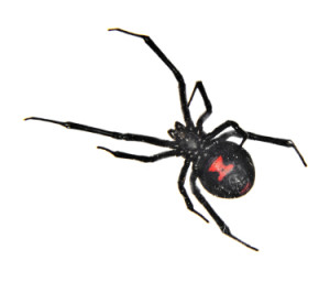 Black Widow Spider Control Spider Control Solutions >