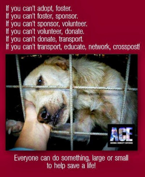 Adopt Shelter Dog Quotes Adopt foster rescue a shelter