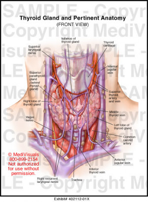 Anatomy of Thyroid Gland