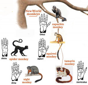 Kipling Monkey Family Tree