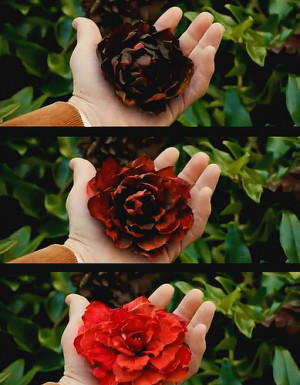 red-flower-the-lovely-bones-the-film-21383729-389-500.png