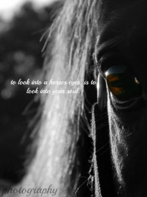 equine quotes