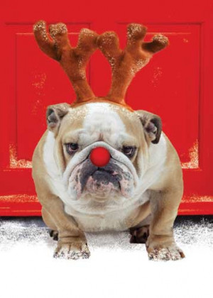 ... and fun Christmas ideas for your pets. Happy holidays to everyone