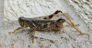 Re: Rare Texas Killer Grasshopper
