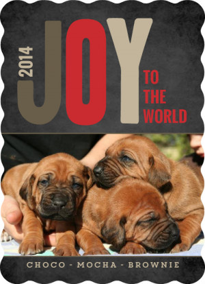 Joy Of Christmas Pet Photo Card by PurpleTrail.com.