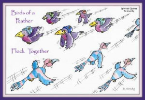 Birds of a feather, flock together, quote on fun colourful bird ...