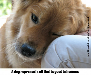 Dog Represents All That Is Good In Humans