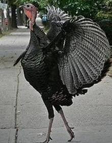 sexy turkey this turkey has been taking my advice on