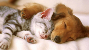 Sleep Tight, cuddling, friends, kitten, puppy, sleeping wallpapers