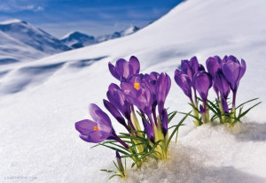Flowers Poking Through Snow