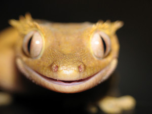 funny animals, funny crested gecko